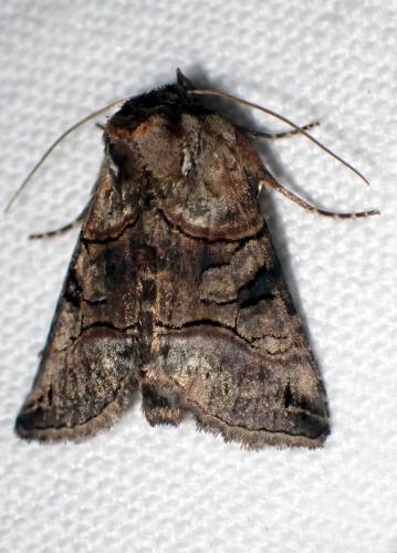 Abrostola tripartita